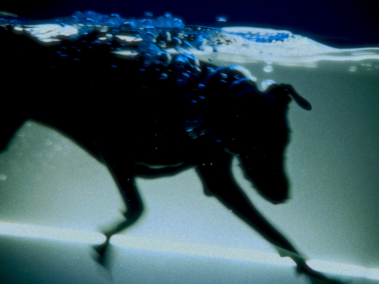 Love Is A Dog From Hell  – screenshot 5