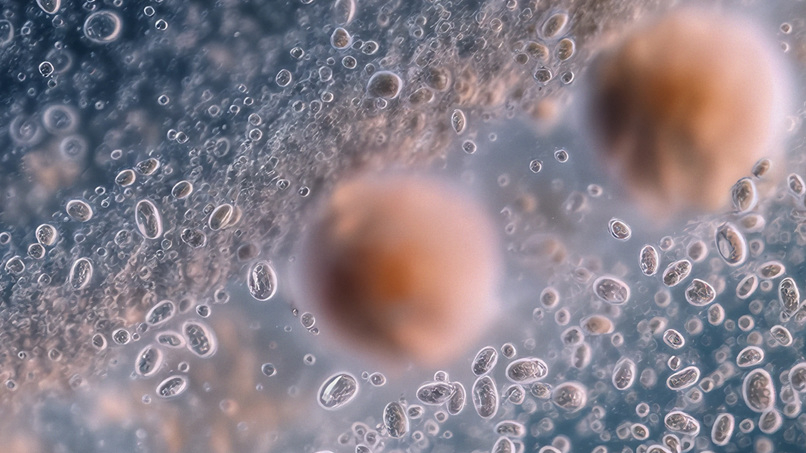 Making Phaínōterra – screenshot 1