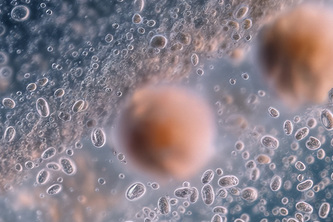 Making Phaínōterra