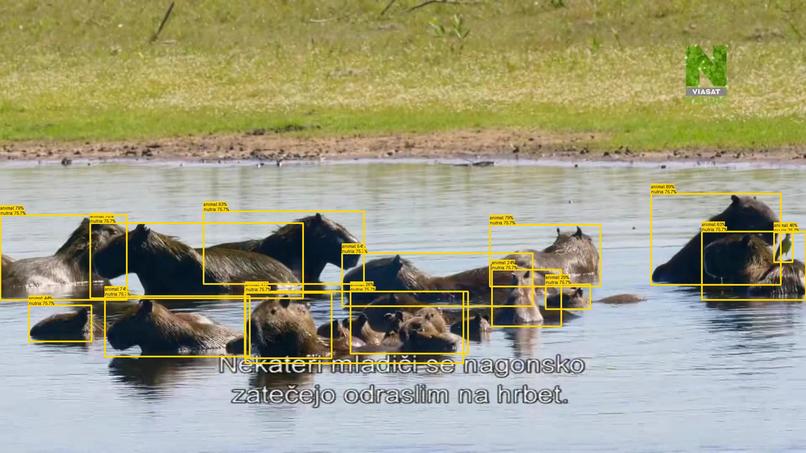 WildSight AI: Arm-Powered Edge Wildlife Detection – screenshot 2