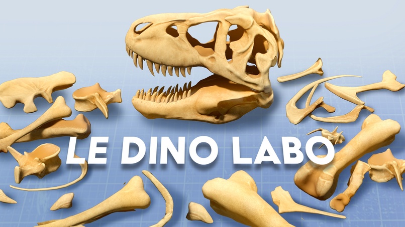 Le Dino Labo – screenshot 1