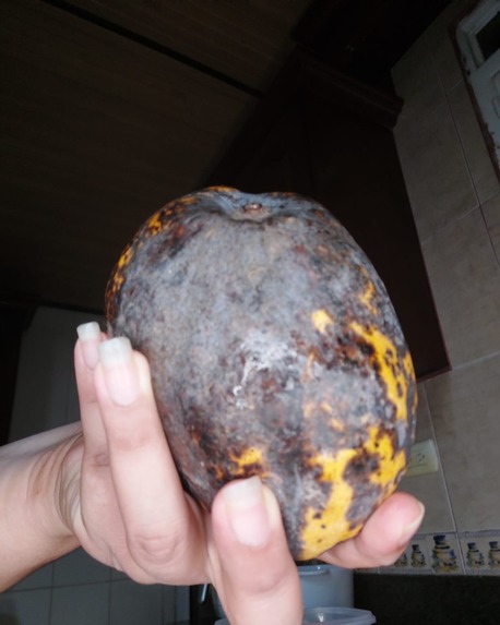 Don Patio: Post-Harvest Decision Agent for Fruit Producers – screenshot 4