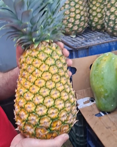 Don Patio: Post-Harvest Decision Agent for Fruit Producers – screenshot 1