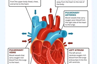 The Human Heart Works