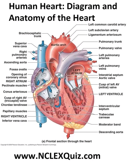 The Human Heart Works – screenshot 2