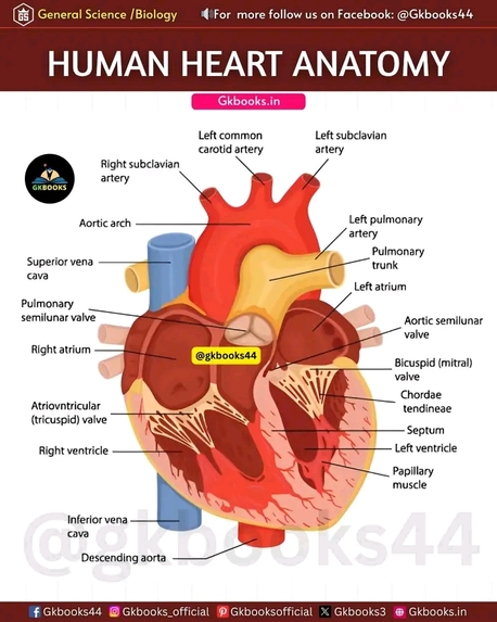 The Human Heart Works – screenshot 4