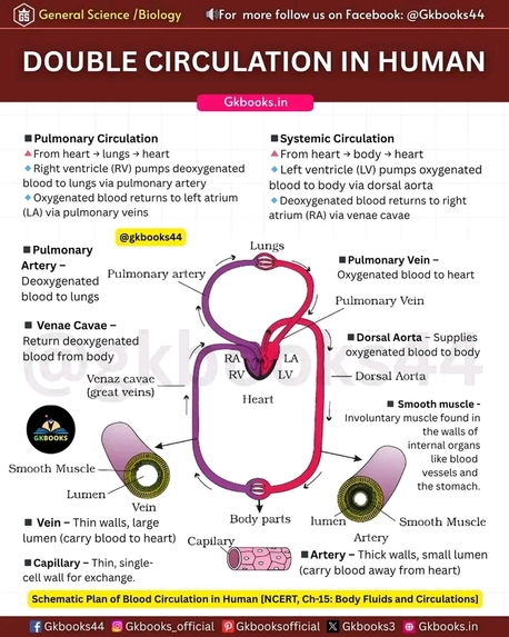 The Human Heart Works – screenshot 6