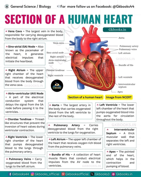 The Human Heart Works – screenshot 3
