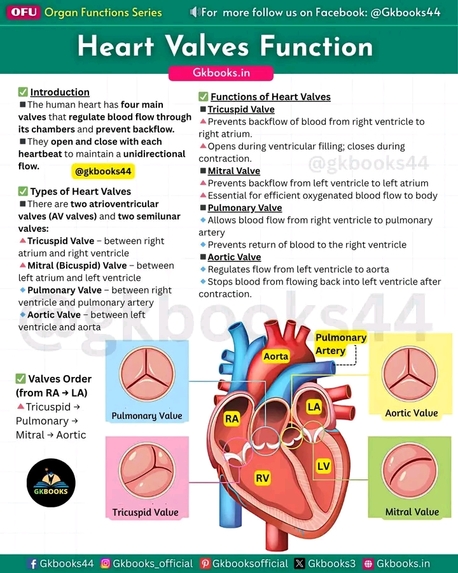 The Human Heart Works – screenshot 9