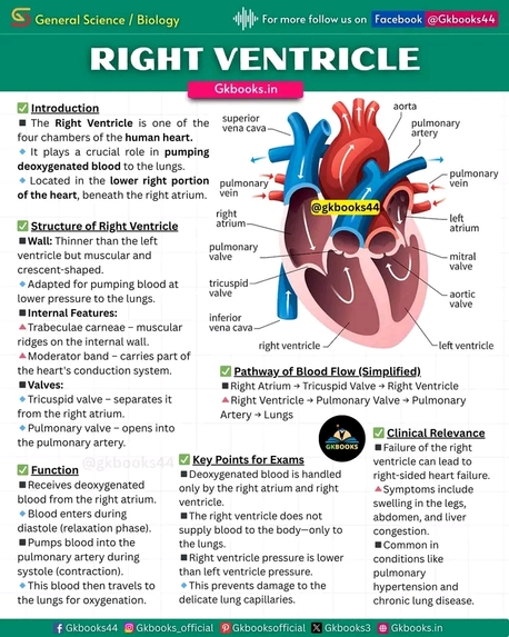 The Human Heart Works – screenshot 7