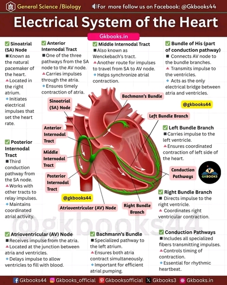 The Human Heart Works – screenshot 11