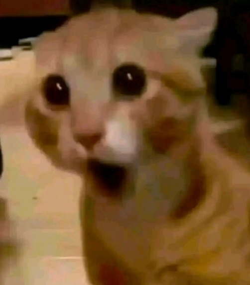 MeoW-Ware – screenshot 2
