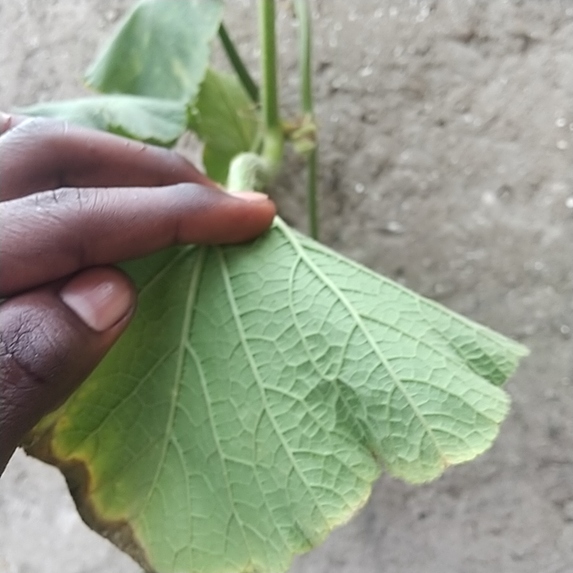 Agri-vision-kivu  – screenshot 1