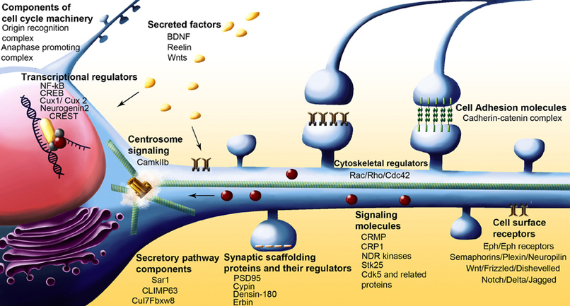 NeoGenesis: Dendrite Nexus – screenshot 5
