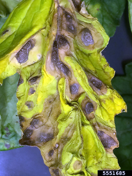 Agri Lens – screenshot 2