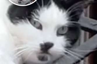 VarietyShow AI Director