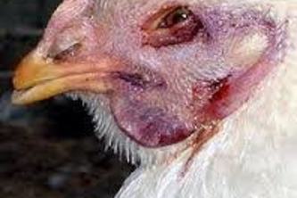 Gemini Powered Kheti Rakshak