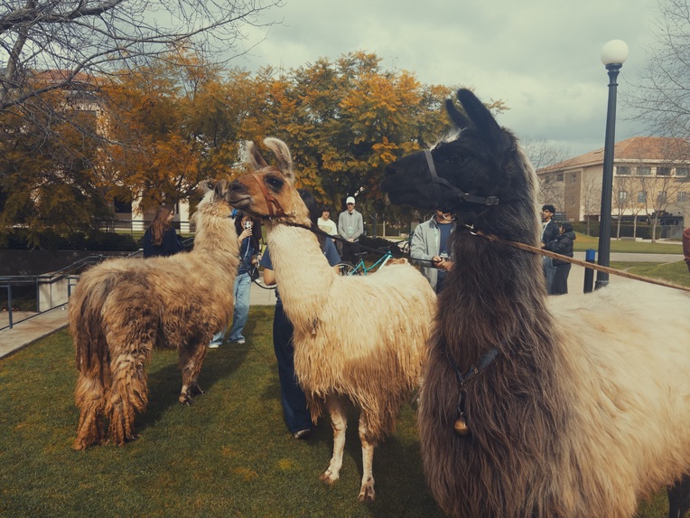 Timbermarket – screenshot 5