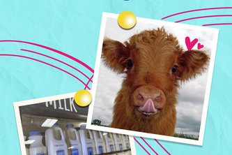 Dairy & Delight - Brand Design