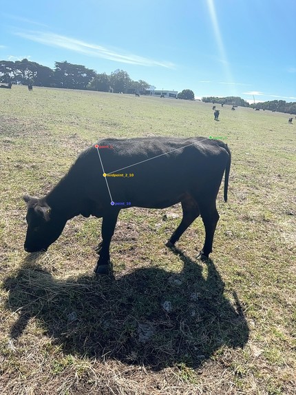 Cowdar – screenshot 4