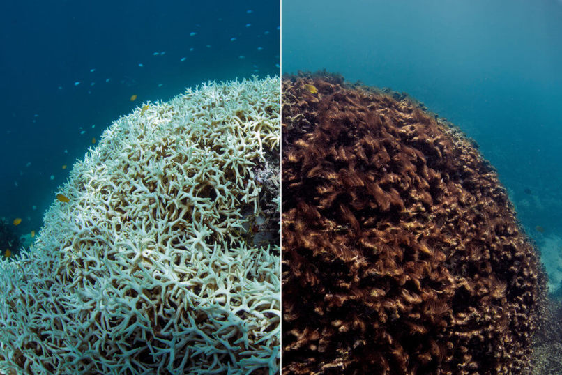 CO-BRA: Coral Operation - Bleaching Risk Assessment – screenshot 2