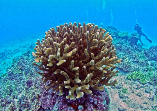 Pale Watch – screenshot 2