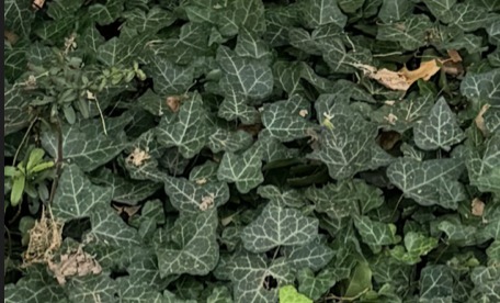 ReBloom – screenshot 1