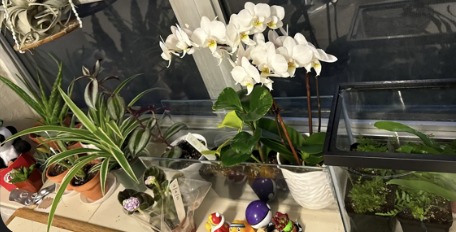 ReBloom – screenshot 2