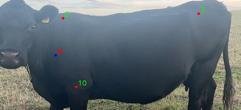 Cowdar – screenshot 9