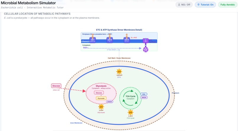 MetaboSim - the fun and intuitive way to learn metabolism! – screenshot 4