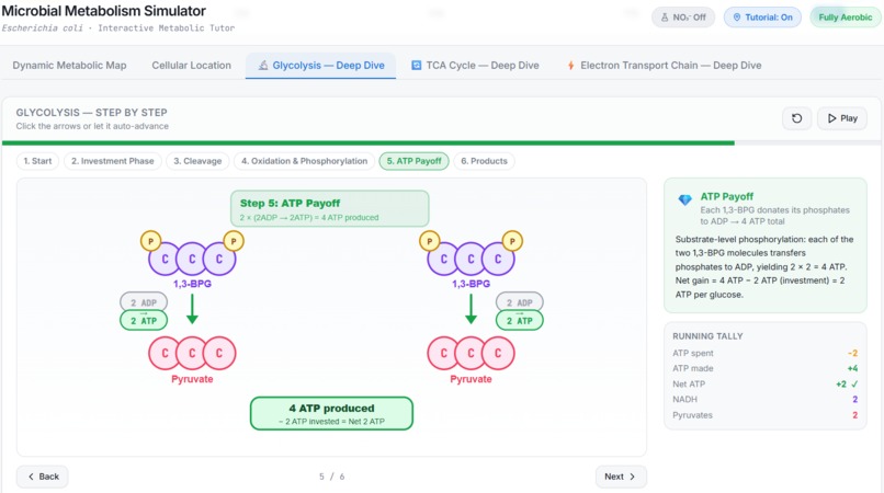 MetaboSim - the fun and intuitive way to learn metabolism! – screenshot 5