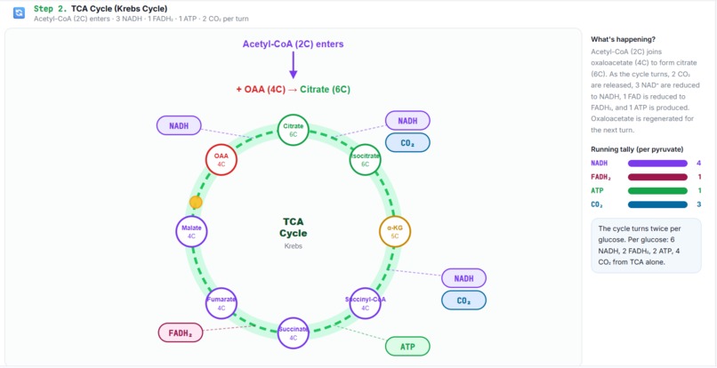 MetaboSim - the fun and intuitive way to learn metabolism! – screenshot 6