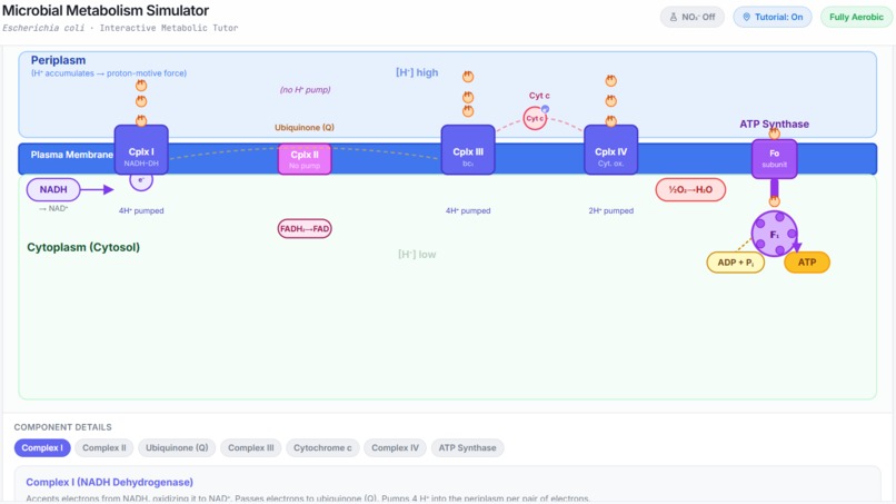 MetaboSim - the fun and intuitive way to learn metabolism! – screenshot 7