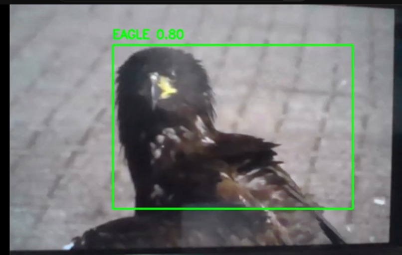 FAUNA SILVESTRE – screenshot 4