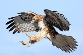 Hawk Eye