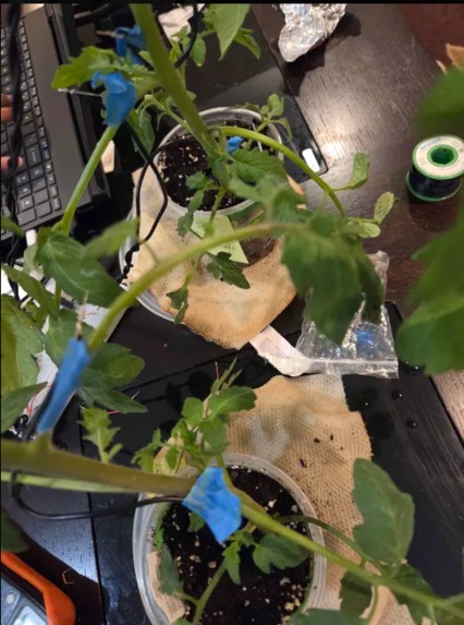 Phytoclone – screenshot 3