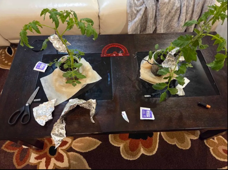 Phytoclone – screenshot 4