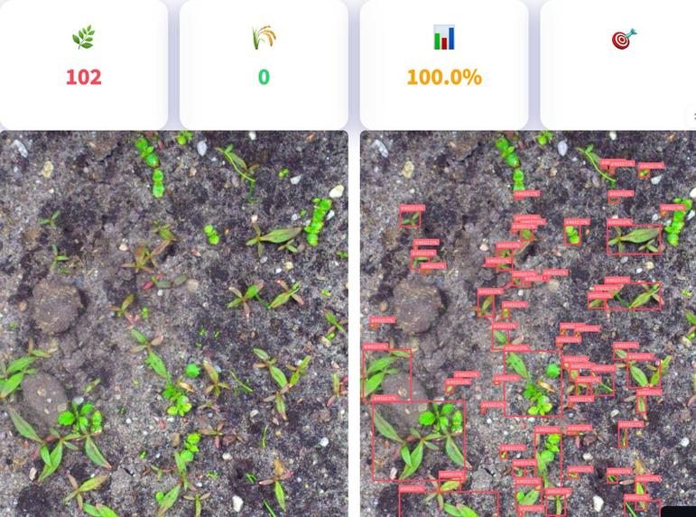 AgriVision AI: Precision Weed Detection System – screenshot 2