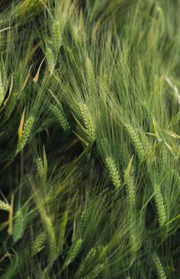 CropShield – screenshot 14