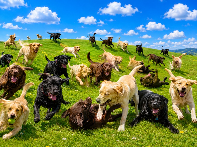 Labrador – Collaborative AI Prompting – screenshot 2