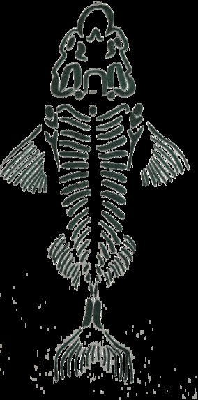 salmon maggots jersey – screenshot 2