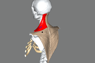 Neck Quest