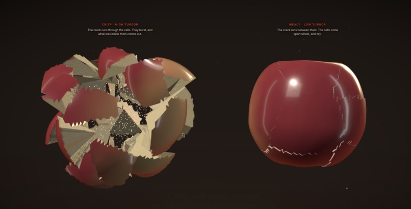 Malus - The website about an apple – screenshot 3