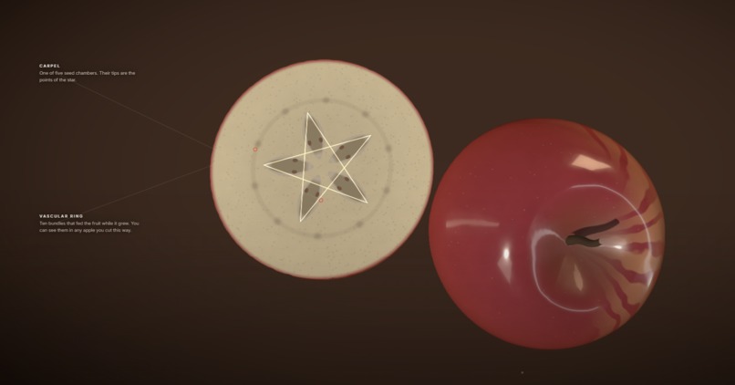 Malus - The website about an apple – screenshot 4