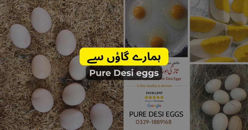 Punjab Poultry Rates – screenshot 1