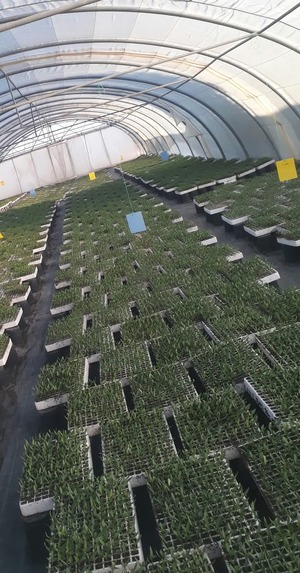 Lalla Horti – screenshot 6