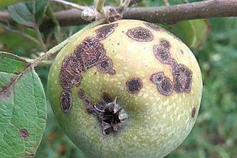 plant disease classification