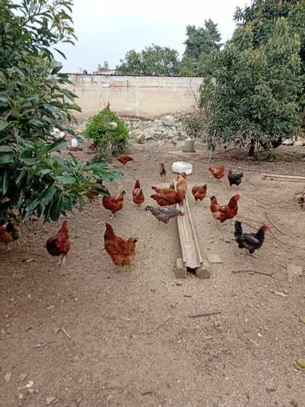 Granja La Villa Verde AI – screenshot 9