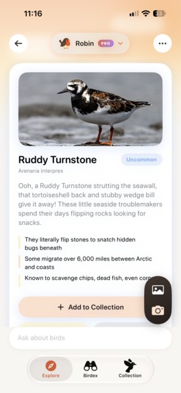 Birdwatching with Robin – screenshot 5