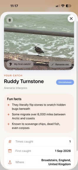 Birdwatching with Robin – screenshot 7